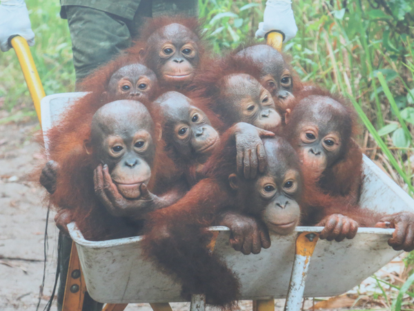 Baby orphaned Orangutans in Borneo. An endangered species. Tim Laman, U.S.A. for National Geographic.